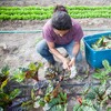 harvesting greens